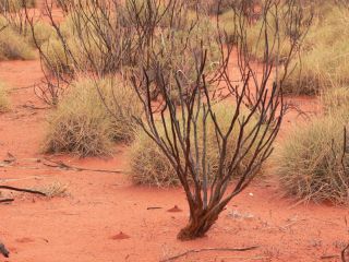 desert plants
