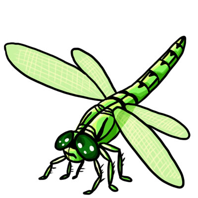 [Dragonfly]