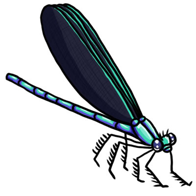 [Dragonfly]